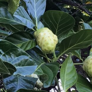 【ノニジュースにまつわる話】ノニってどういうもの？