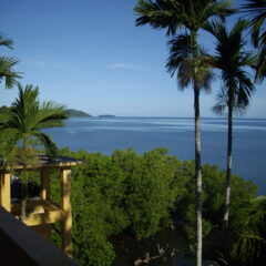 パラオのノニジュースはどこが違う？