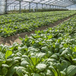 【野菜不足解消に手助け】ベジパウダーで摂取不足対策