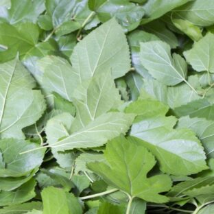 【糖対策の切り札】注目されている桑の葉