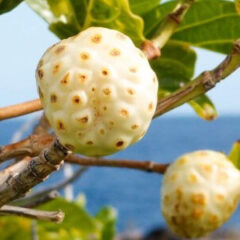 【スコポレチンが決め手】ノニジュースの価値を決めるもの