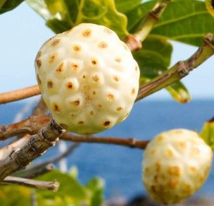 【スコポレチンが決め手】ノニジュースの価値を決めるもの