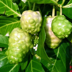 【ノニを考えている人に】