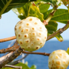 【産地で選ぶノニジュース】ノニジュースをどう選ぶか