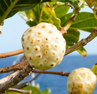 【産地で選ぶノニジュース】ノニジュースをどう選ぶか