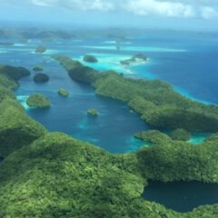 パラオでのノニ