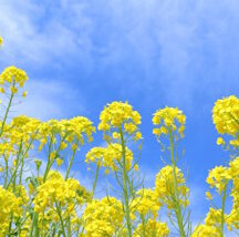 【春仕様にリセット】冬の溜め込みをすっきり大掃除！心と体を整える3つの習慣