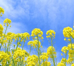 【春仕様にリセット】冬の溜め込みをすっきり大掃除！心と体を整える3つの習慣