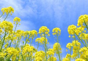 【春仕様にリセット】冬の溜め込みをすっきり大掃除！心と体を整える3つの習慣